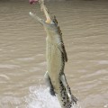 jumping crocodile action shot