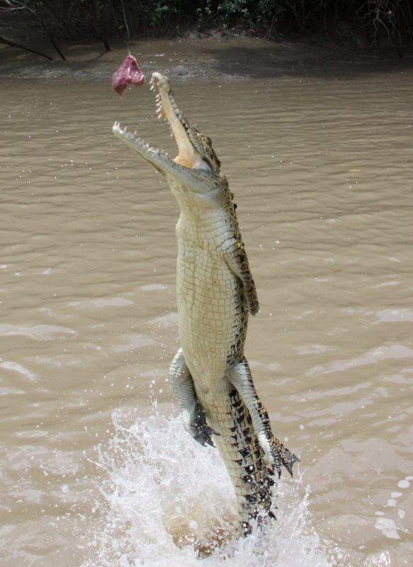 jumping crocodile action shot