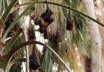 mataranka bats
