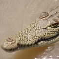 smiling crocodile