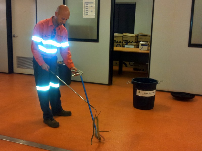 snake handling brown snake