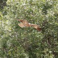 whistling kite swooping