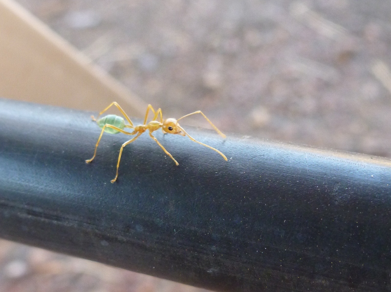 green ant closeup green ant closeup