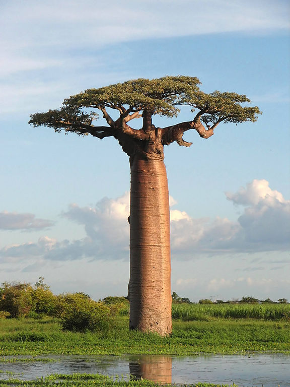 madagascar baobab image from wikipedia
