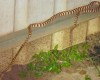 brown tree snake in backyard