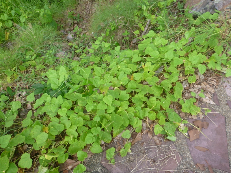 bush passionfruit ground cover