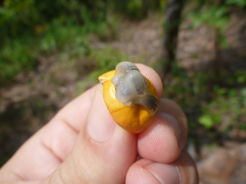 bush passionfruit ripe fruit