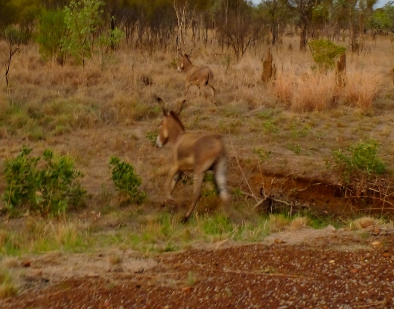 donkeys on roper hwy