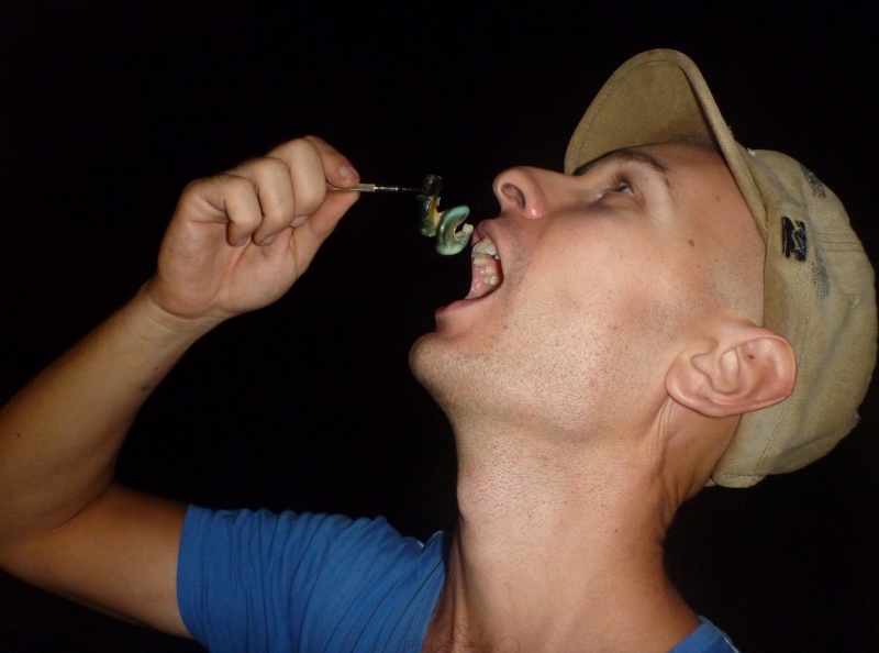 dundee beach eating telescopium mud whelks