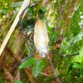 golden orb spider at litchfield