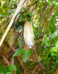 golden orb spider at litchfield