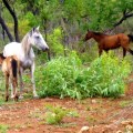 horses on roper hwy