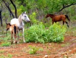 horses on roper hwy