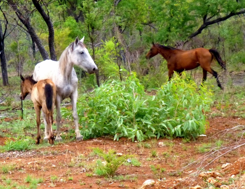 horses on roper hwy
