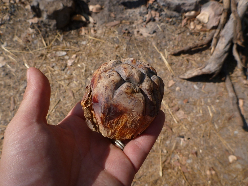pandanus fruit wedge