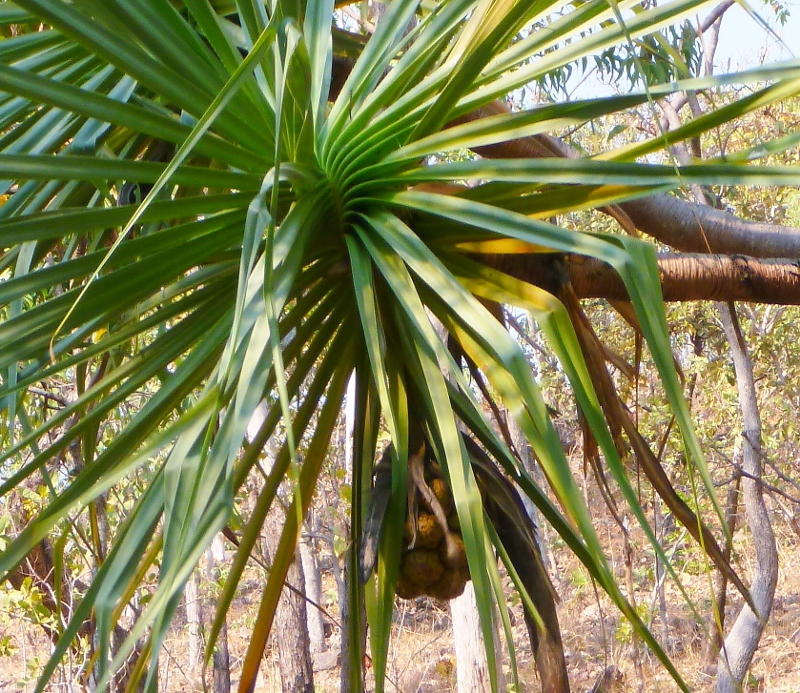 pandanus fruit