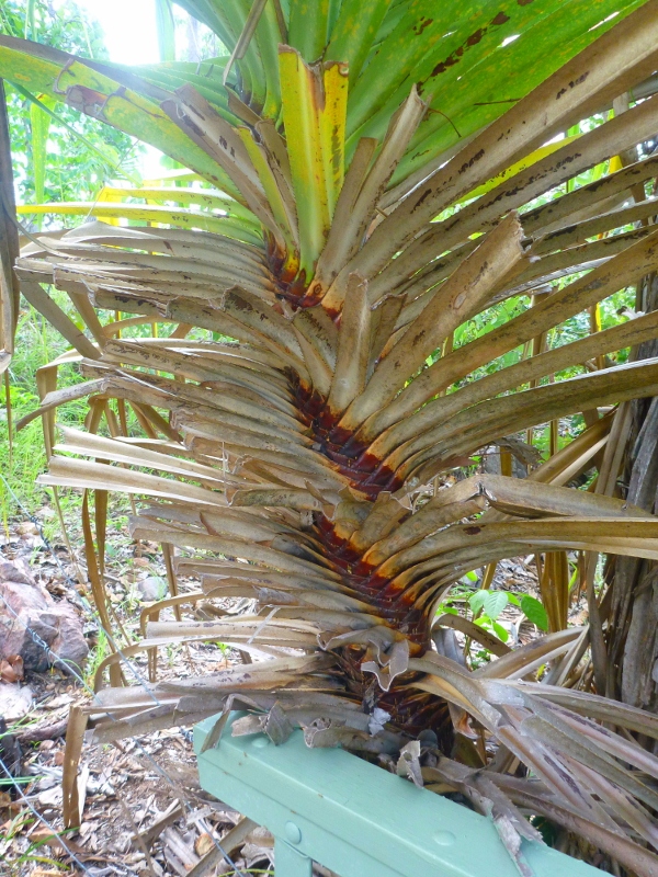 pandanus spiral (screw palm)