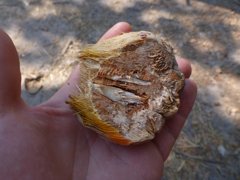 pandanus wedge split open
