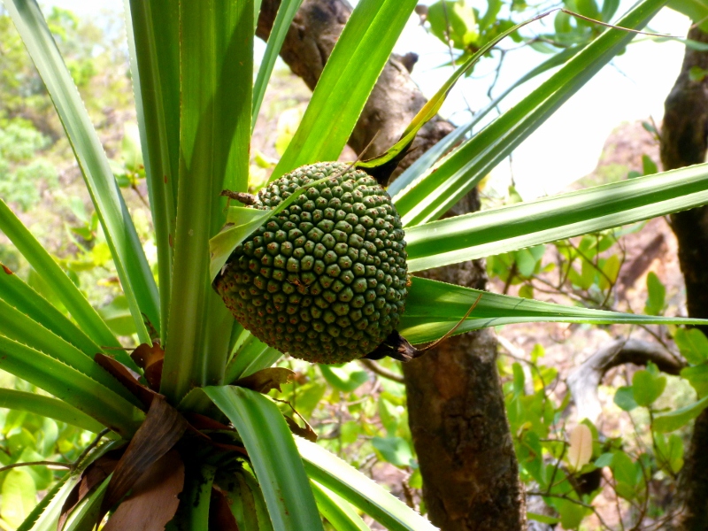 pandanus immature fruit