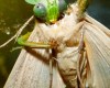 praying mantis eating moth close