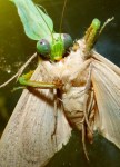 praying mantis eating moth close