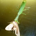 praying mantis eating moth