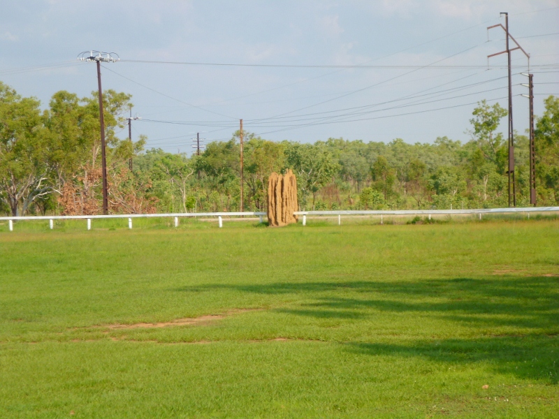 pussy cat flats race course