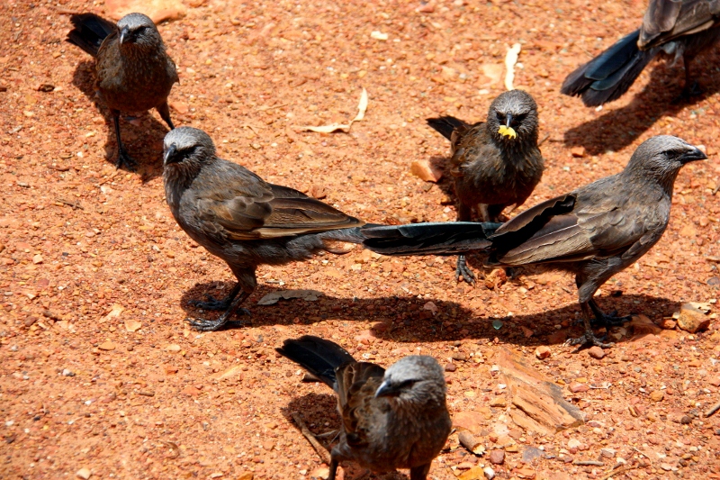 roper bar birds eating our pasta