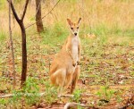roper hwy wallaby