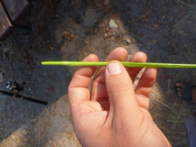 supplejack terminal bud