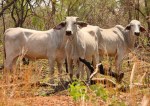 cattle on Nathan River Road