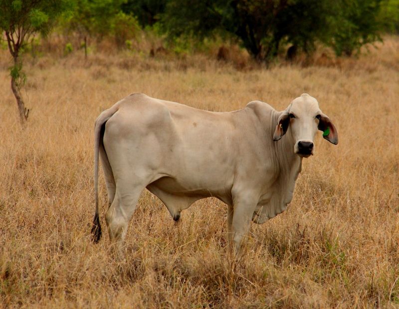 cattle on tablelands hwy