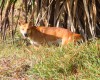 dingo on fraser island