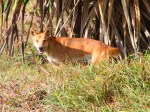 dingo on fraser island