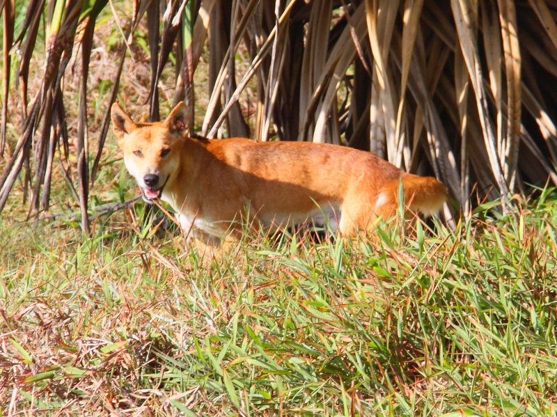 dingo on fraser island