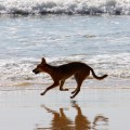 dingo on fraser island