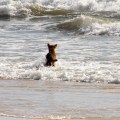 dingo on fraser island