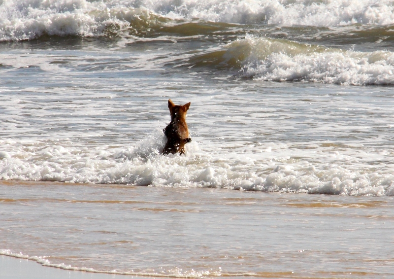 dingo on fraser island