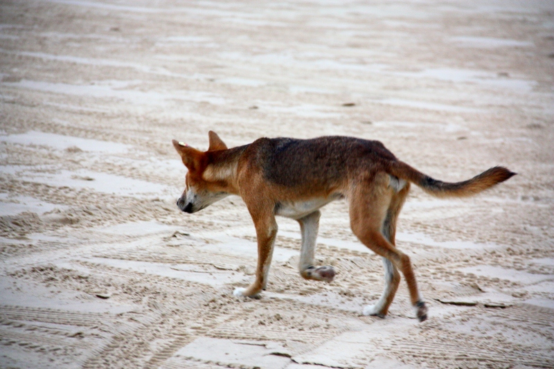 dingo on fraser island