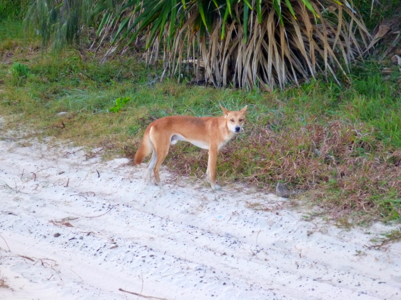 dingo on fraser island