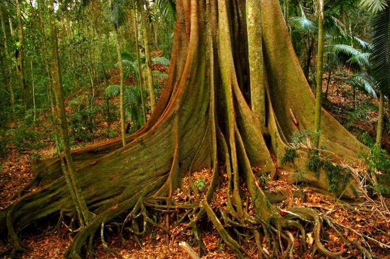 Fig Tree Walk big fig tree