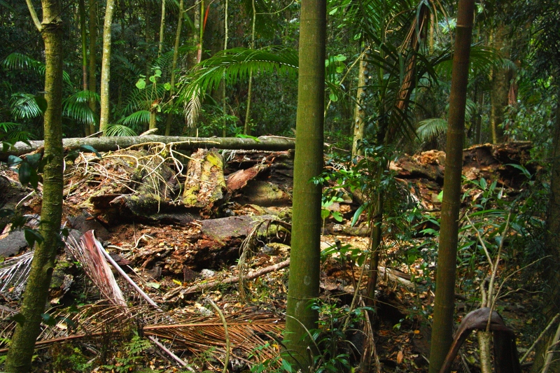 Fig Tree Walk fallen tree
