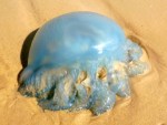 fraser island blue jellyfish