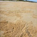 fraser island sand ball crabs
