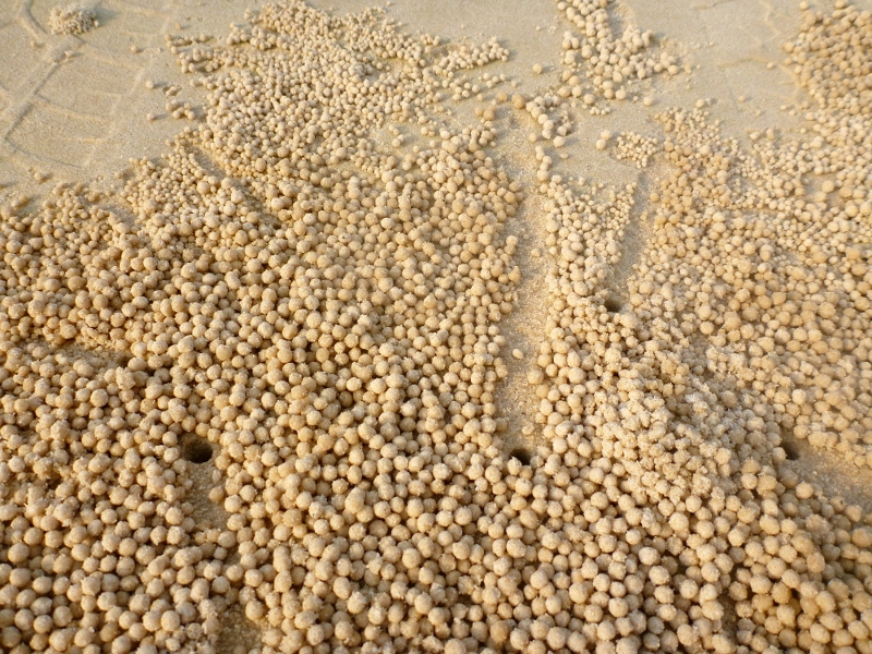 fraser island sand ball crabs