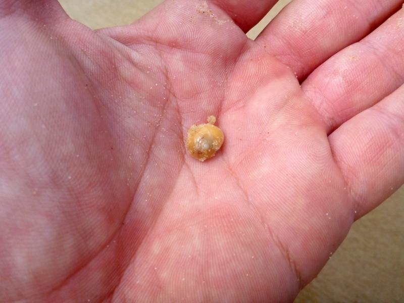 fraser island sand snail