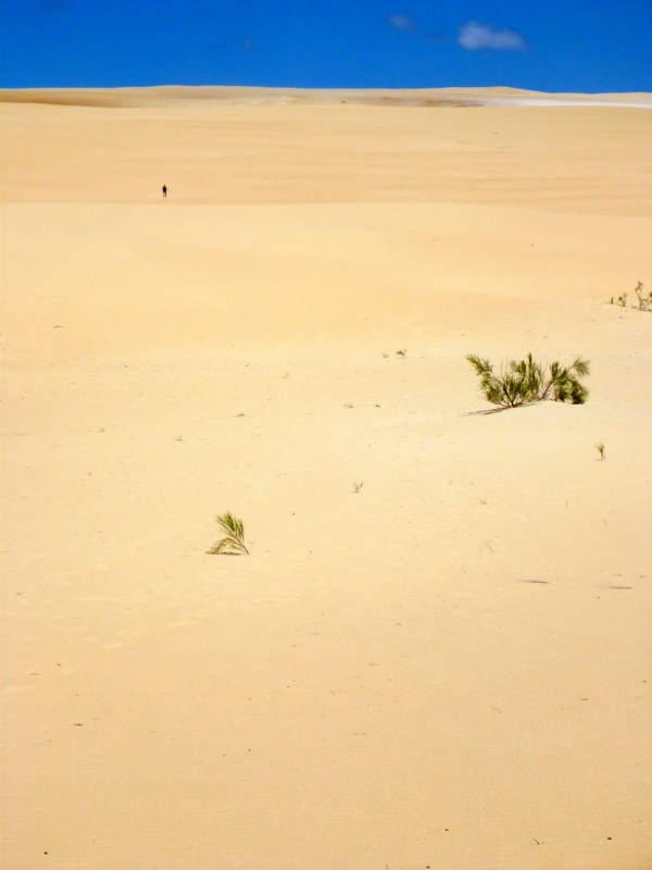 fraser island sandblow