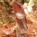 frilled neck lizard close