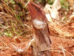 frilled neck lizard close