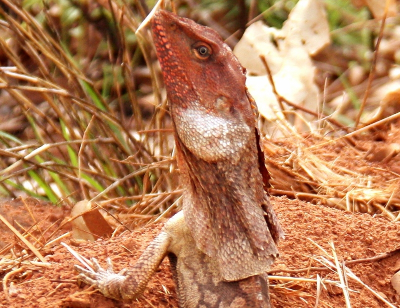 frilled neck lizard close